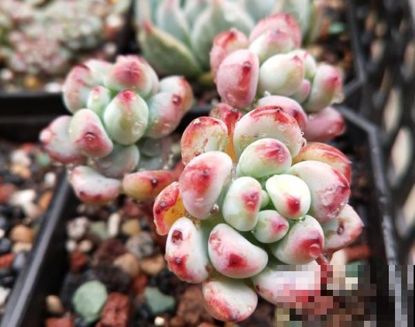 8种多肉最容易徒长，就要虐一虐，才能变好看！