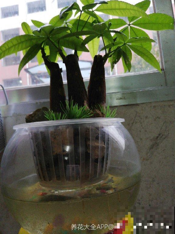 总是养死的花，那就放水里养，呼呼冒出“豆芽根”