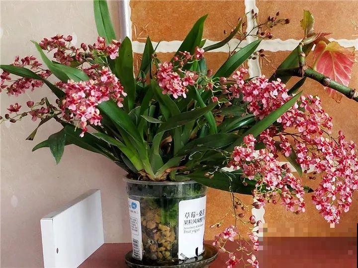 10种名贵兰花，春节养最美，花一开满屋子香气！
