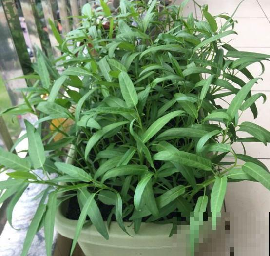 这菜吃不完就扔花盆里，1个月后又能吃，长势茂盛收获不断！