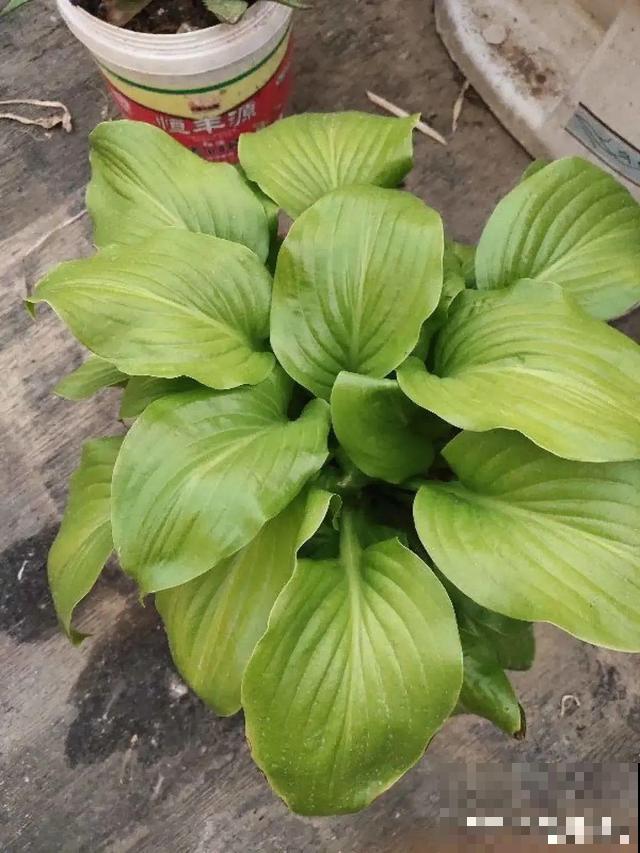 最耐阴的花是它，光不好叶子绿油油，比绿萝还好养！