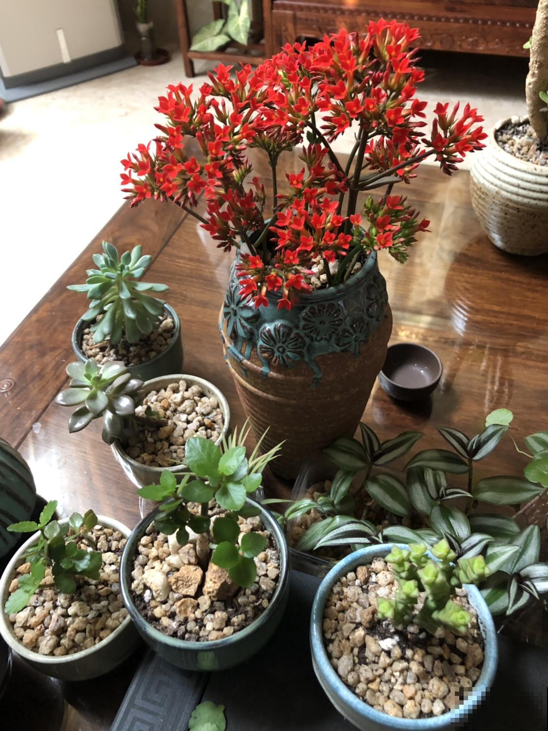“2种”花，千万别养成老桩，否则难开花