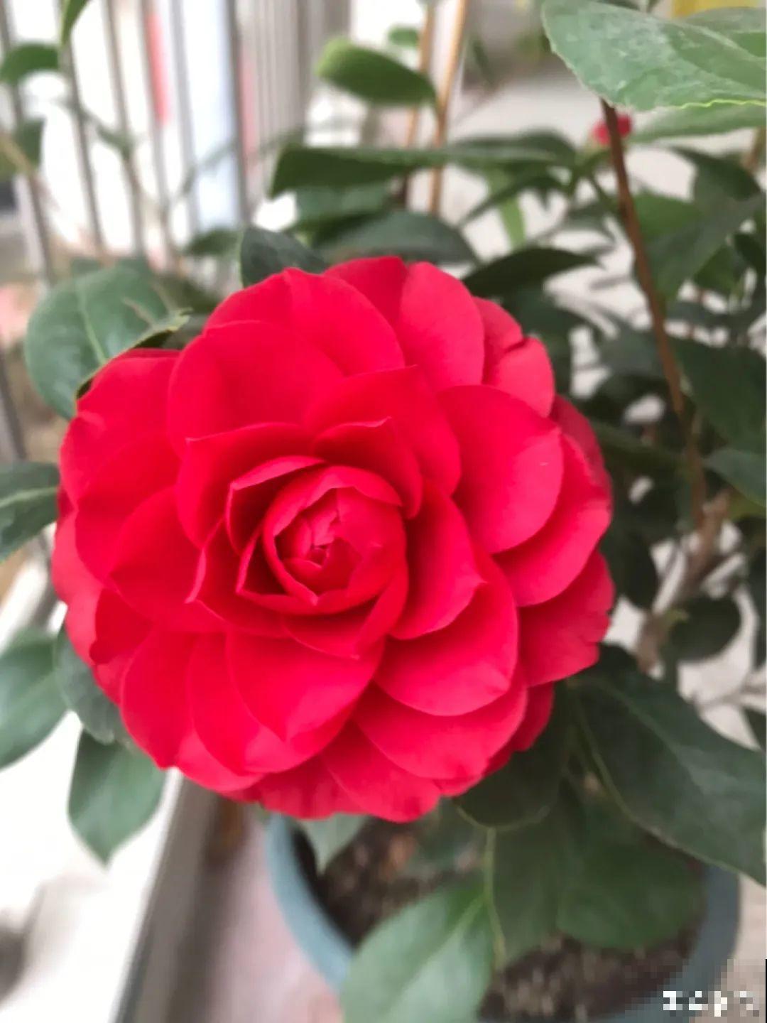 20种春天爆盆花，阳台养一盆，天一暖和就开爆！
