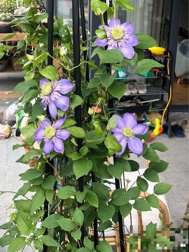 造花园，一定不能少这3种花，每一种都是当之无愧的开花机器！