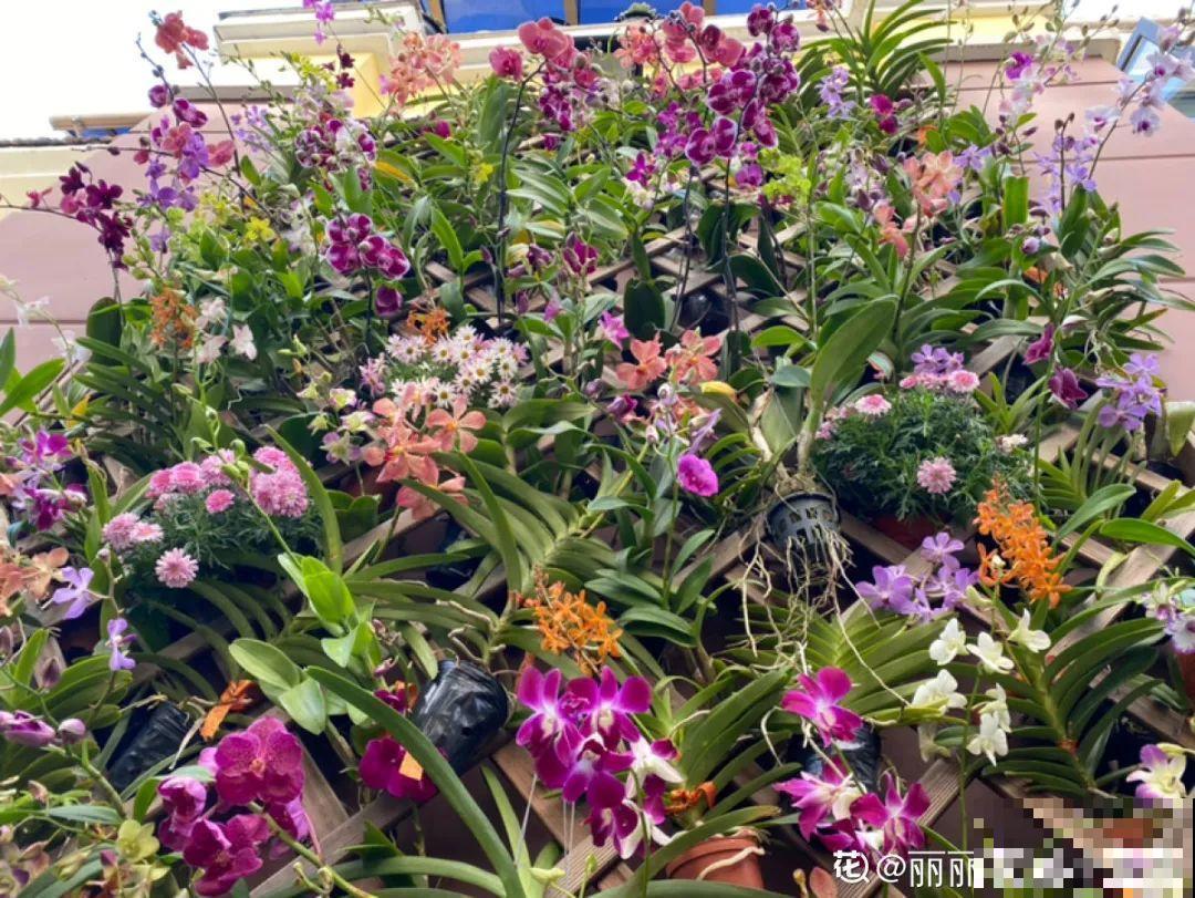 10种名贵兰花，春节养最美，花一开满屋子香气！