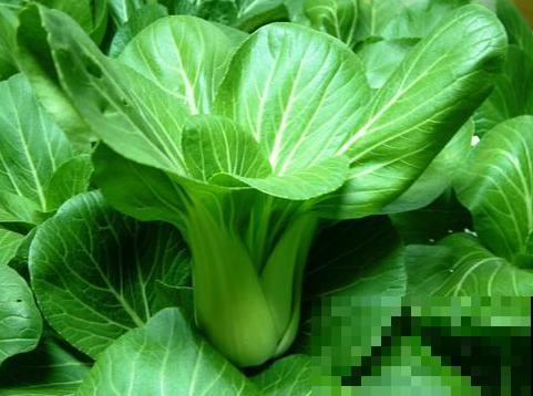 疫情严重不敢出门买菜，不如在家种油菜，俩星期就能吃！