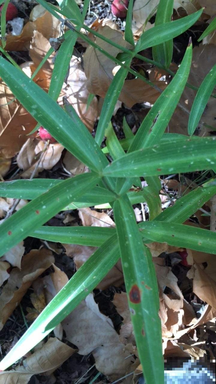 黄精作用大，市面卖那么贵，不如野外挖几棵回家自己种！