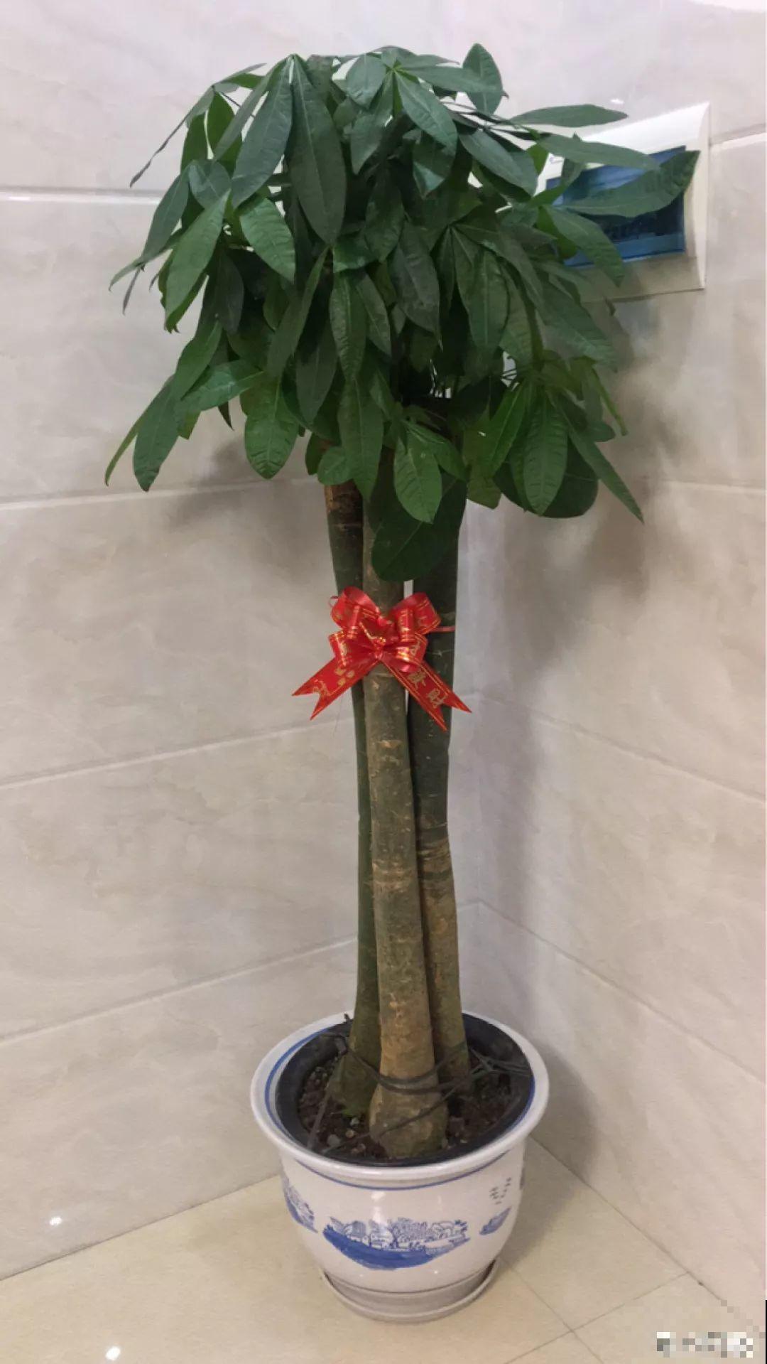 这花冬天最难养，砍1刀不浇水，反而越来越疯长！