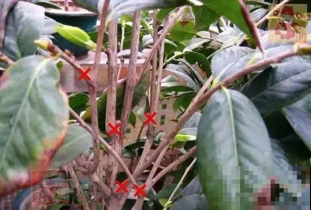 茶花也要补营养，浇水的时候掺点它，长得壮开花多！