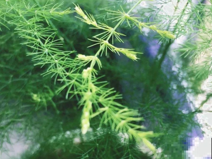 在家自制壮根水，7天浇一次，养出白胖萝卜根！