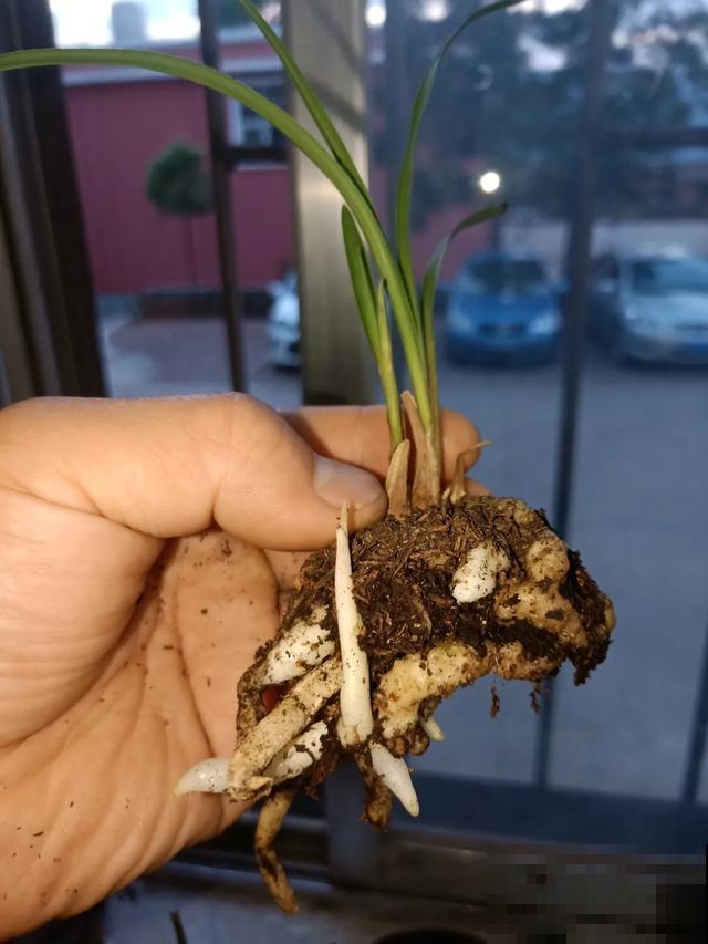 花烂根了别丢，塑料袋里捂一捂，大白根立马蹭蹭冒！