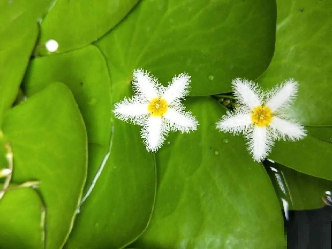 只用水不用土的植物，一片叶子就开花，简直太神奇了！