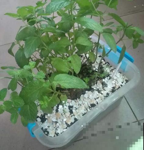 蛋壳最适合养2种花，直接碾碎就能用，大白根又粗又壮！
