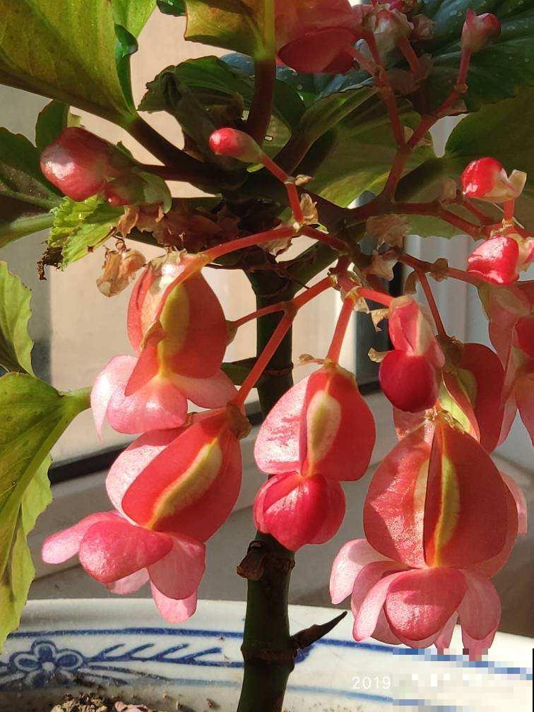 冷门海棠花，花朵垂下一串串，叶子美得像油画！