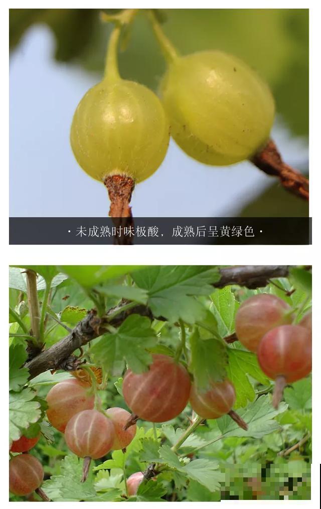 灯笼果全国都能养，耐热又耐寒，一次结果5、6斤！