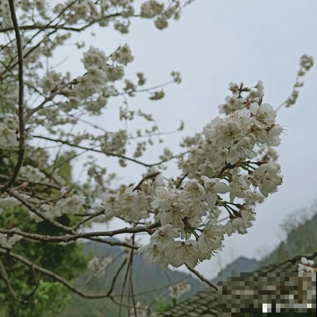 阳春三月，出门踏青，原来有这么多漂亮花！