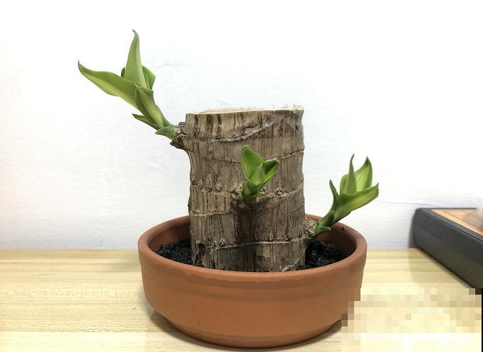 网红植物幸运木，半截桩子泡水里，生根发芽成小树！