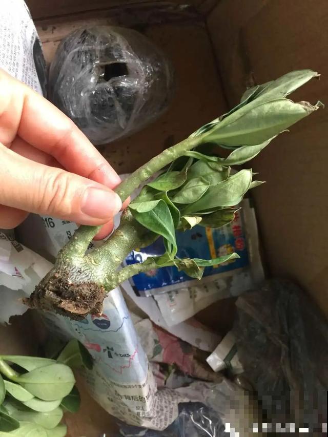 8种超难养的花，买一盆死一盆，真伤心！
