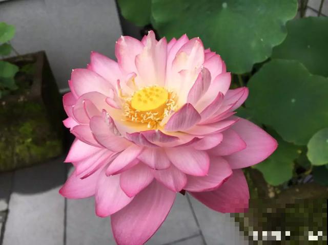 人养花，花也养人，9种花能治病，连医生也爱养！
