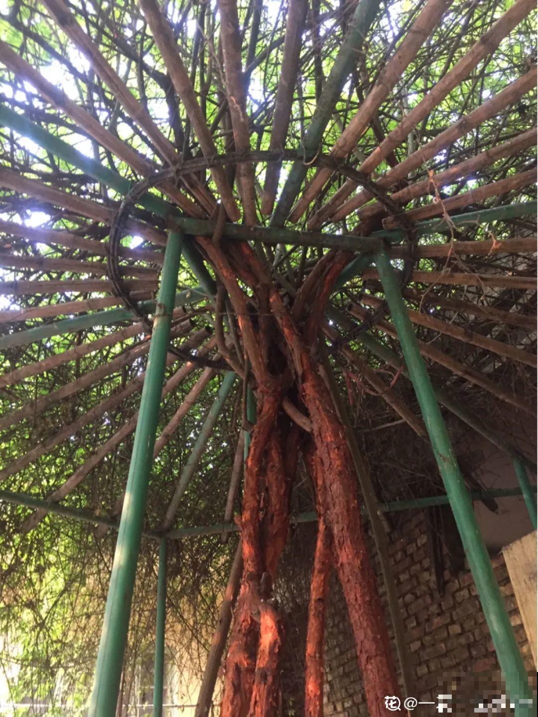 7种花要慎养，房前屋后都爬满，邻居有意见！