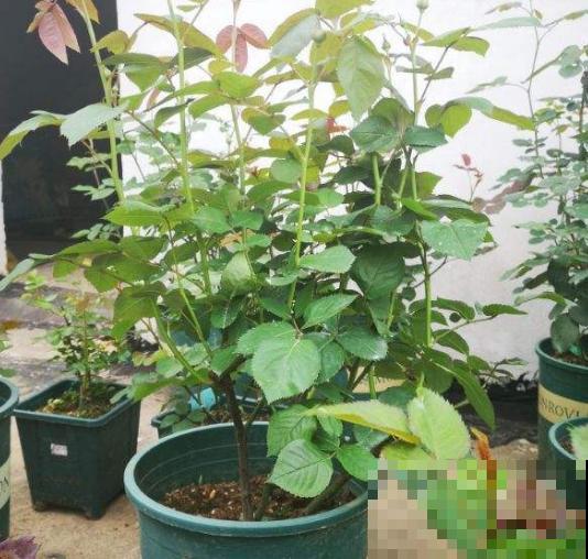 春天别买这种花，全是打药的激素苗，买来一周就死了！