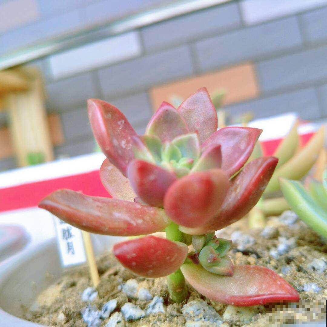 多肉施肥有门道，稍有不慎就全死光，赶紧来学学吧！
