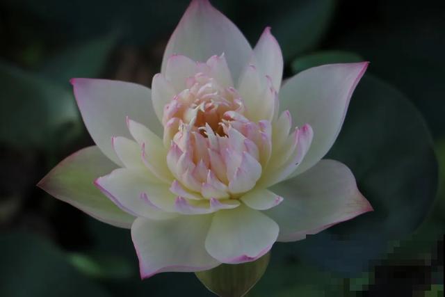 碗莲种在大缸里，越热越晒越开花，比脸盆还大！