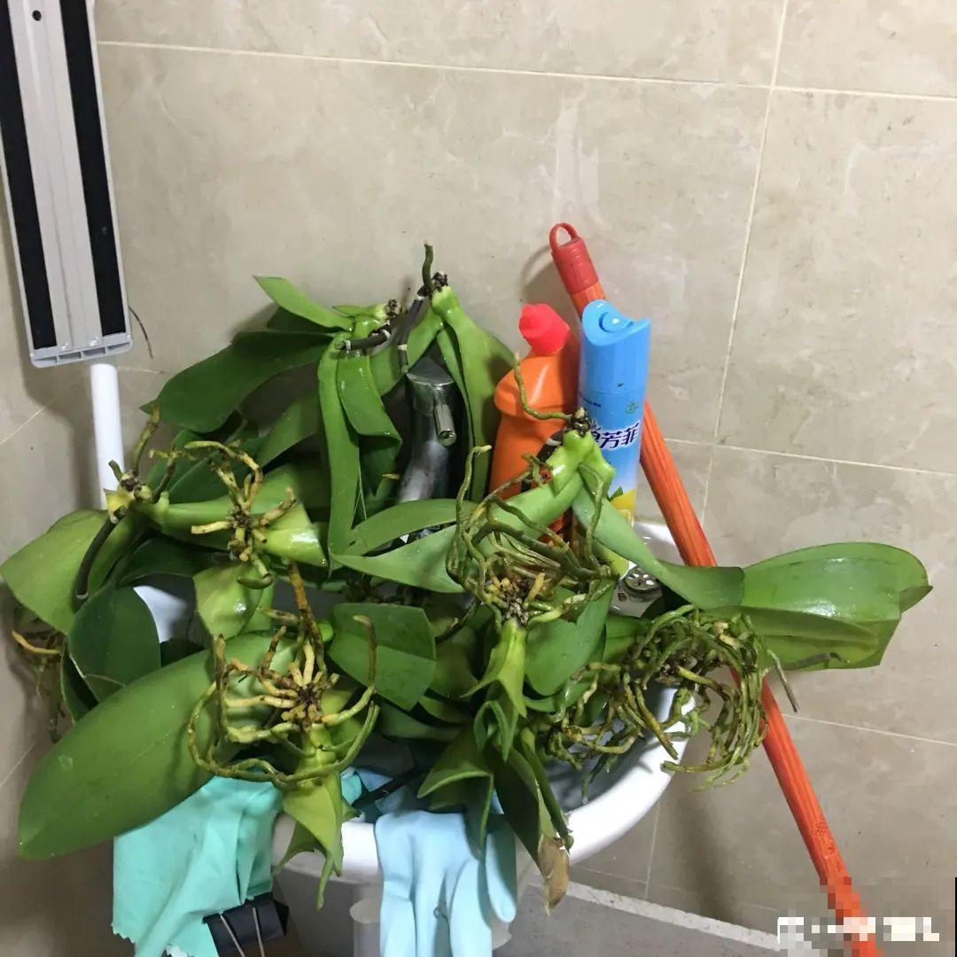 春天路边逛一遭，全是养花宝贝，赶紧捡回家