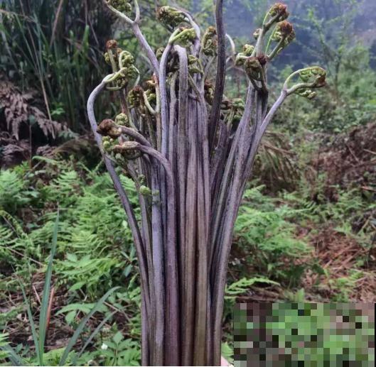 蕨菜好吃更好种，营养丰富滋味美，阳台一长就是一大堆！