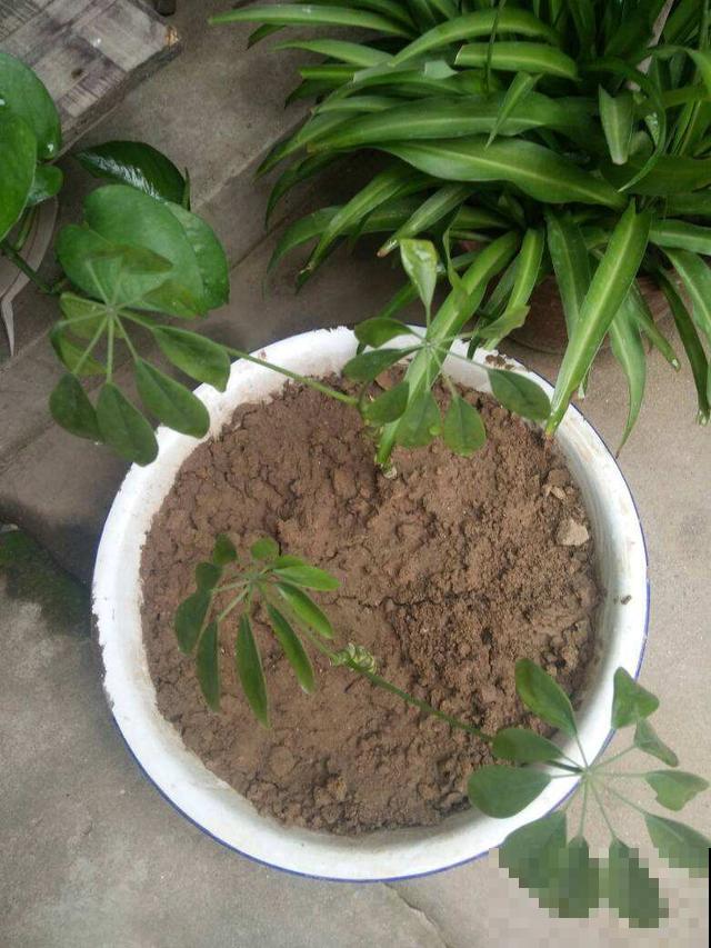 邻居在垃圾桶捡了棵巴掌大的鸭掌木，回家简单一搞，长出十多盆！