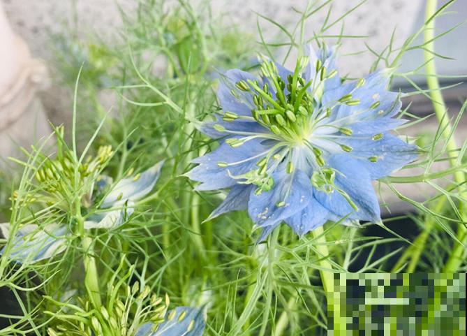 它是铁线莲的姐妹花，夏天能长1米高，花瓣几乎是透明的！