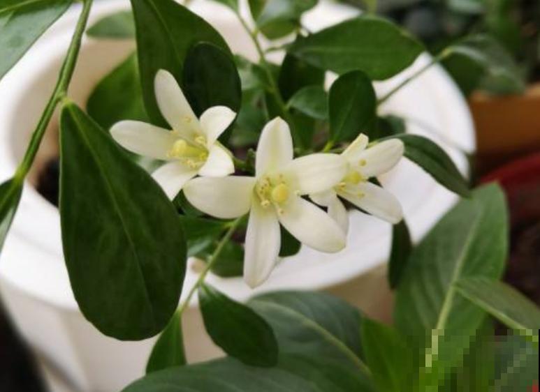 能“吸臭”的4种香香花，摆家里满室飘香，异味去无踪！