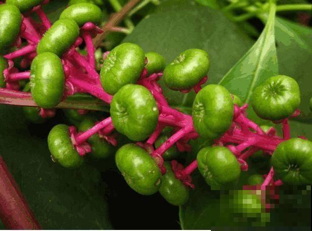 野外的金七娘，名字富贵美丽，样貌也十分出众！