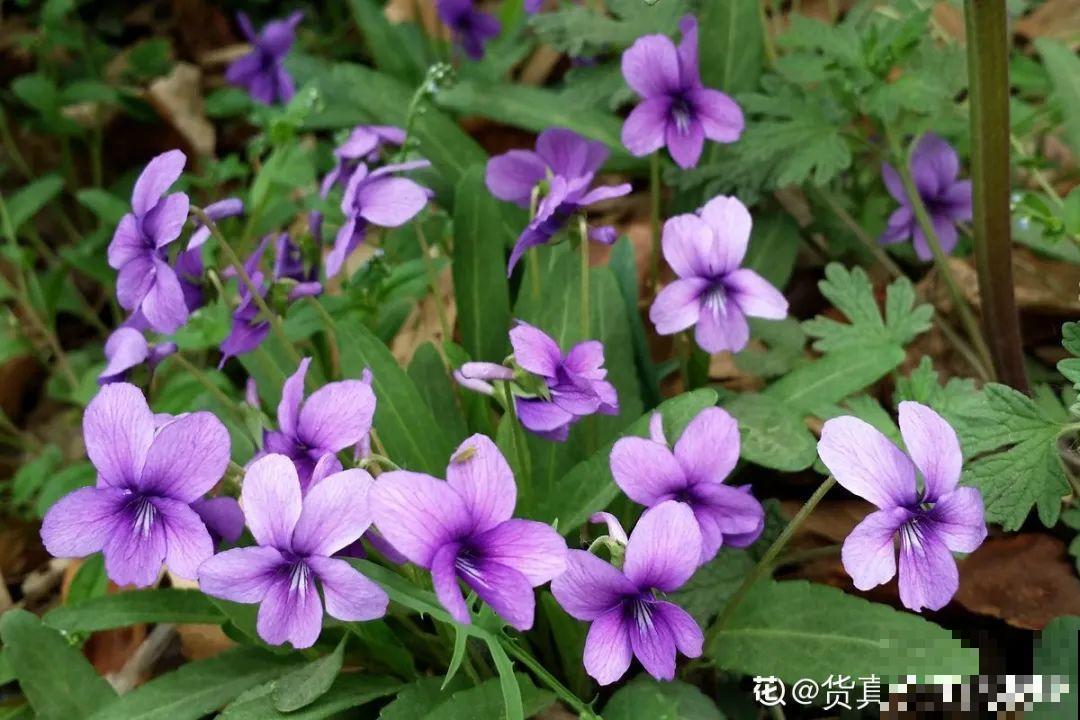 40种小野花，春天开得正美，挖几棵回家，不用买花了！