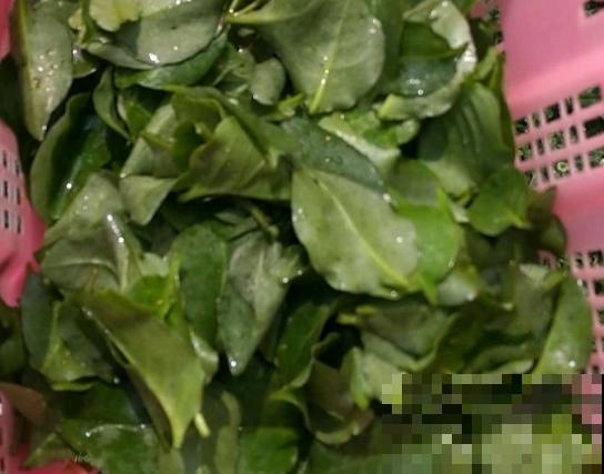 房前屋后看见它，赶紧连根拔掉，小心爬满整个房子！