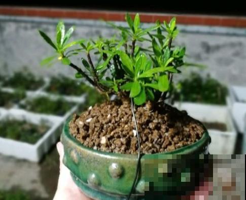 他养栀子花，从来不用土，只用一料就能开花不断！