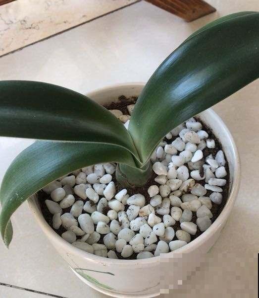 5种营养水，给花喷一点，叶子绿得能滴油
