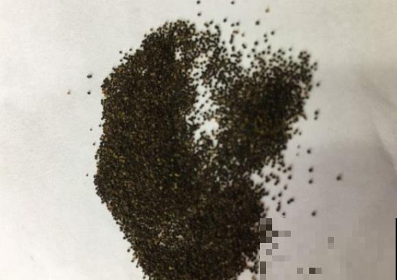 最难养的小草花，就得剃头虐一虐，才能开成大花球！