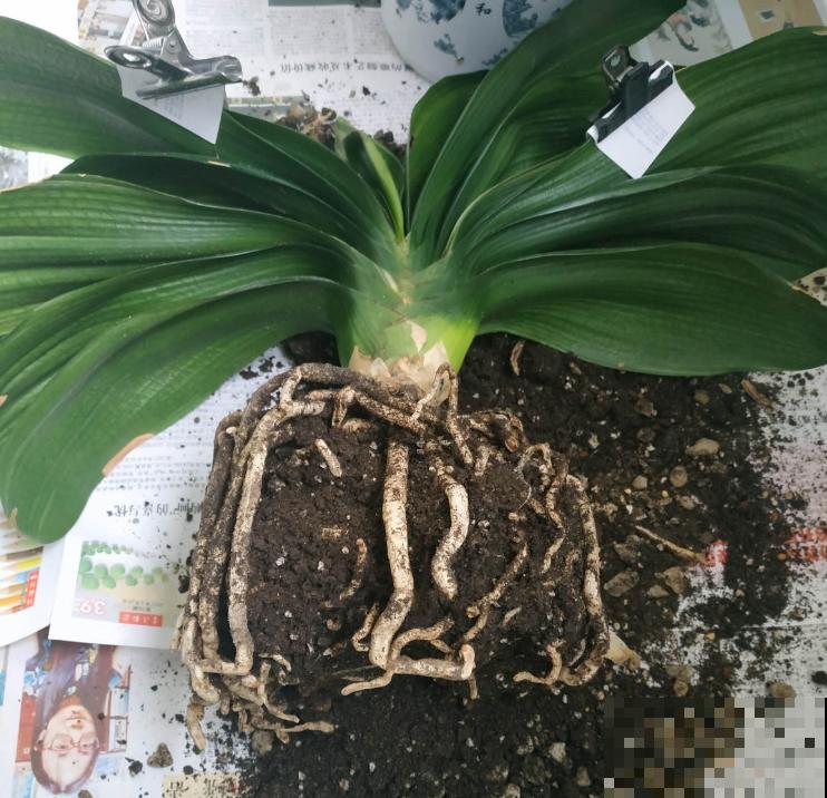 君子兰开花4个条件，缺一不可，否则养10年也难开花！