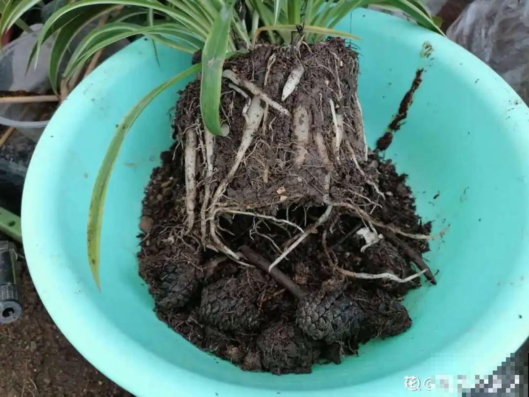 1把核桃垫盆底，不烂根、不招虫，疯长停不下来！