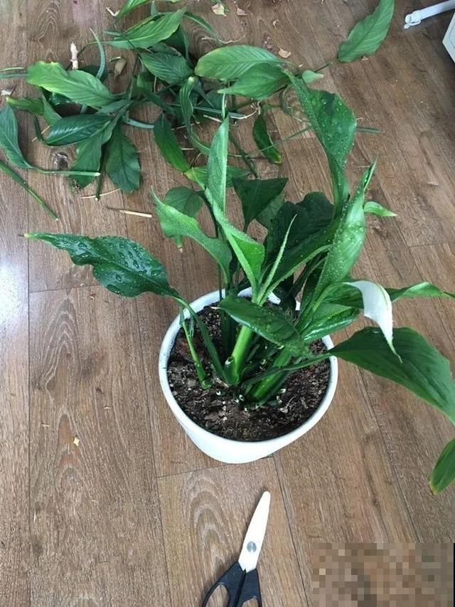 嫌花长得丑，趁现在砍头，满盆都是新叶子！