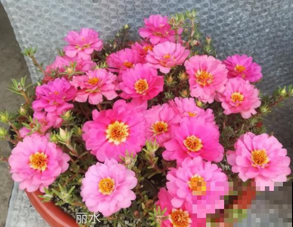 晒不死的花，春天就要大太阳，越晒长得越旺盛！
