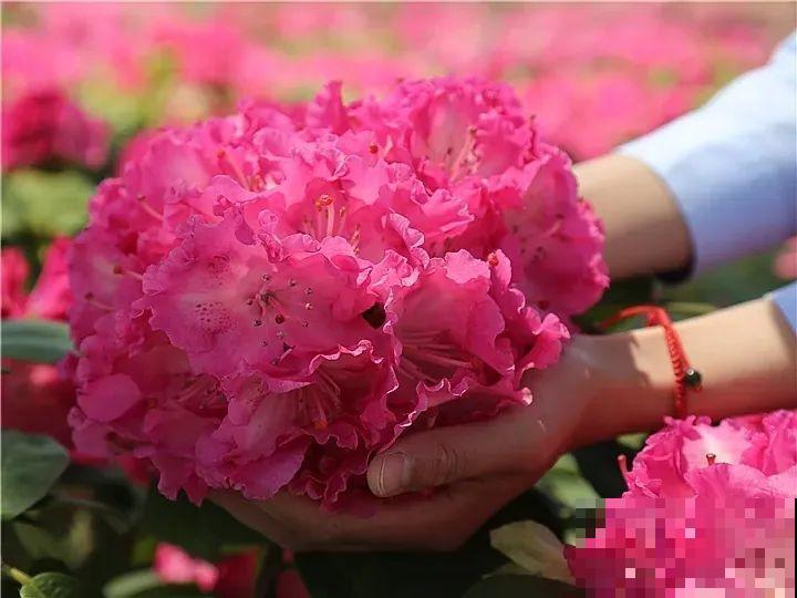 特名贵的杜鹃品种，开花比碗口还大，零下30℃冻不死！