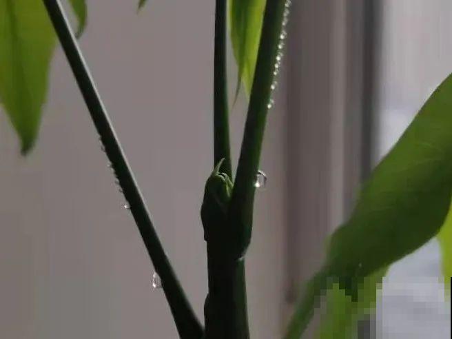 花叶子噗噗冒水珠，恭喜你，把花养灵了！