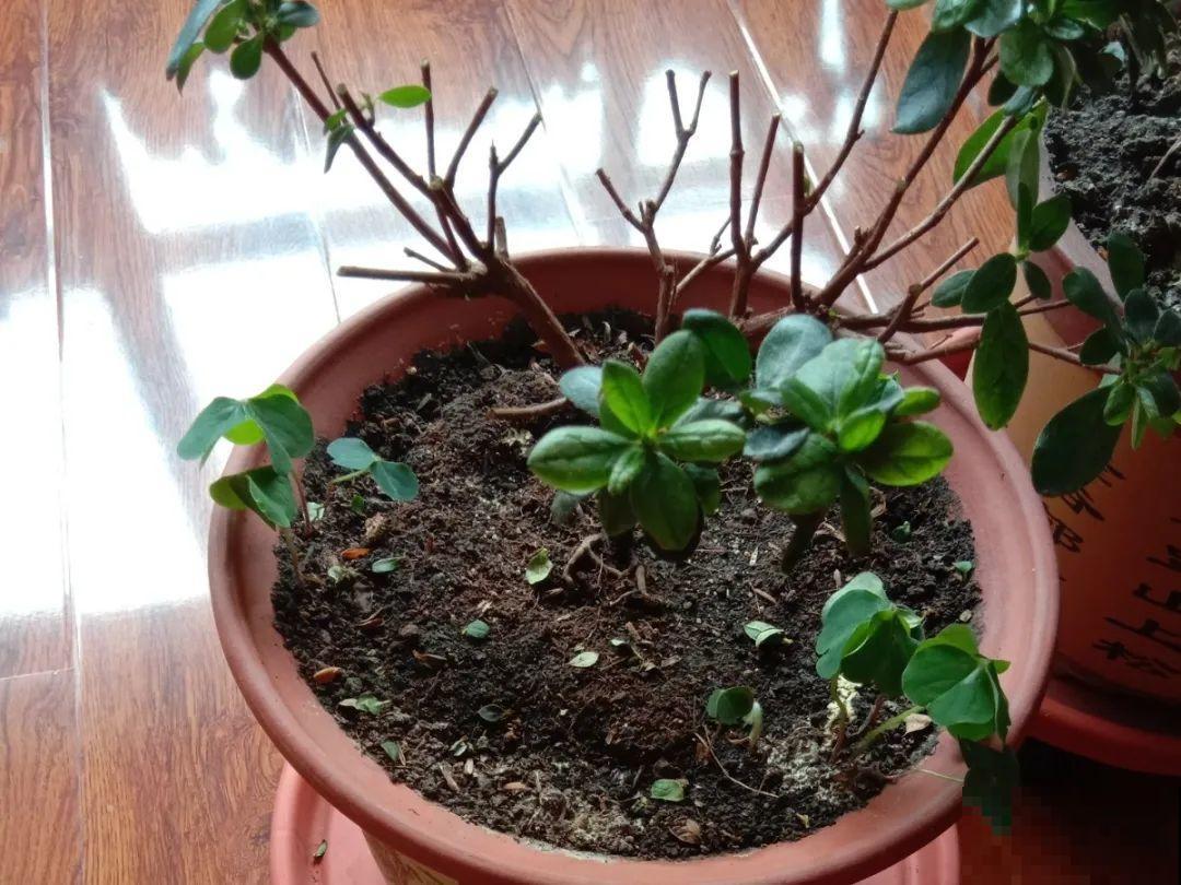10种花，最怕换盆，换完活不过3天！