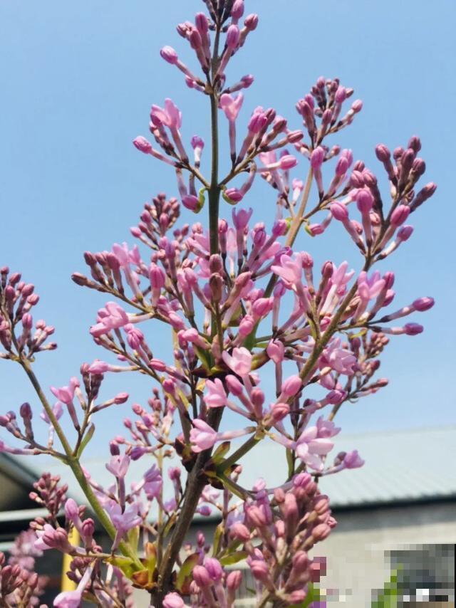 阳春三月，出门踏青，原来有这么多漂亮花！