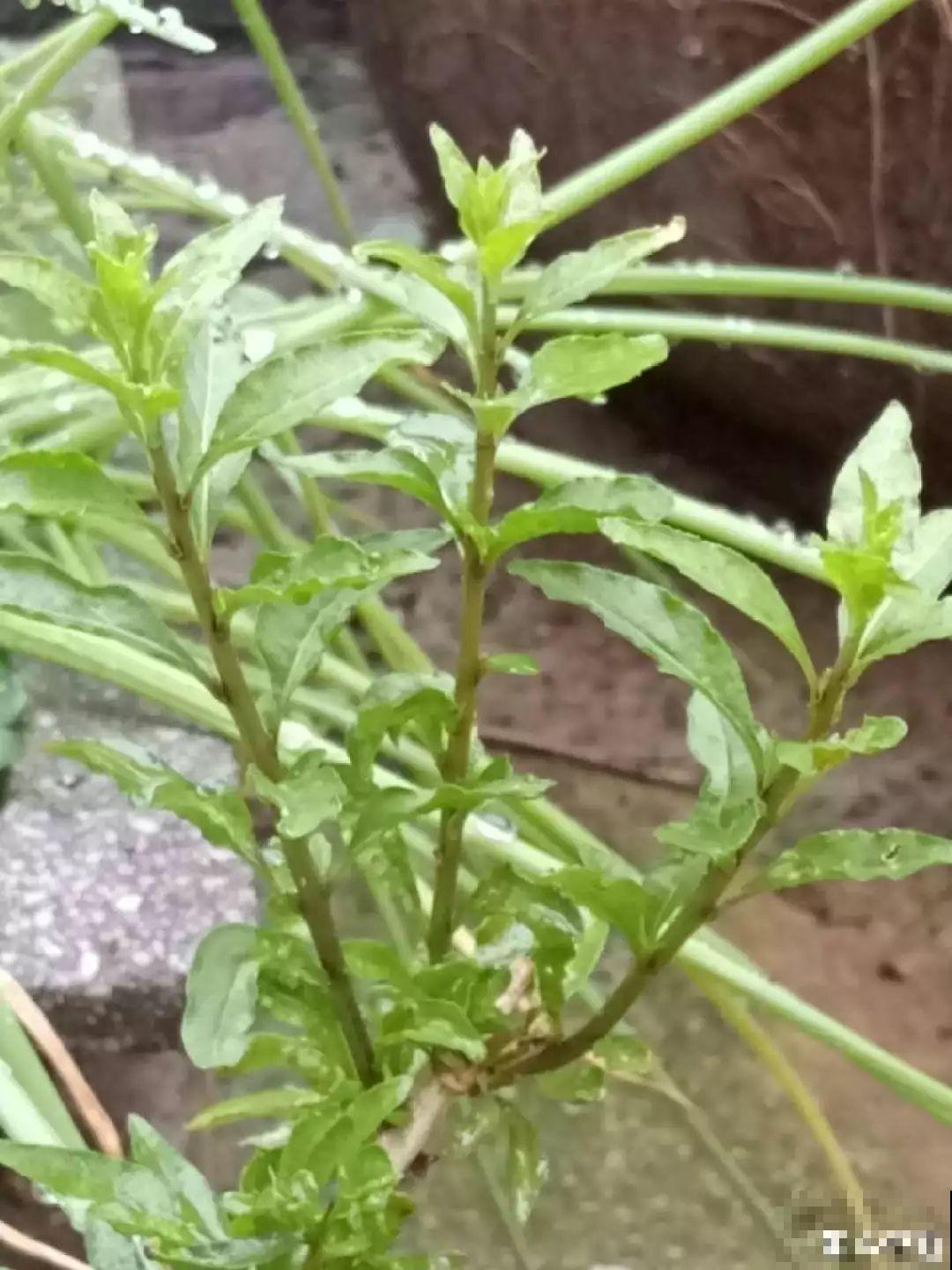 老中医最爱的花，掐一把嫩芽能做菜，泡水喝更养生！
