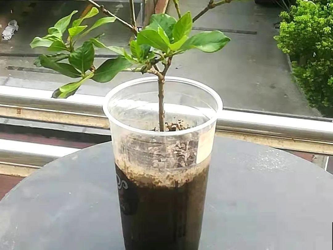 20种常见花，扦插方法大全，不用再花钱买了！