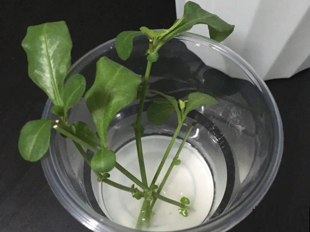 20种常见花，扦插方法大全，不用再花钱买了！