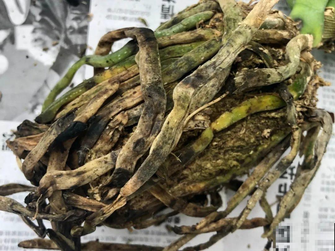 8种花，开完花别急着丢，剪一刀还能继续开
